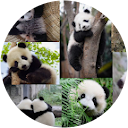 Jodi Roulent profile picture